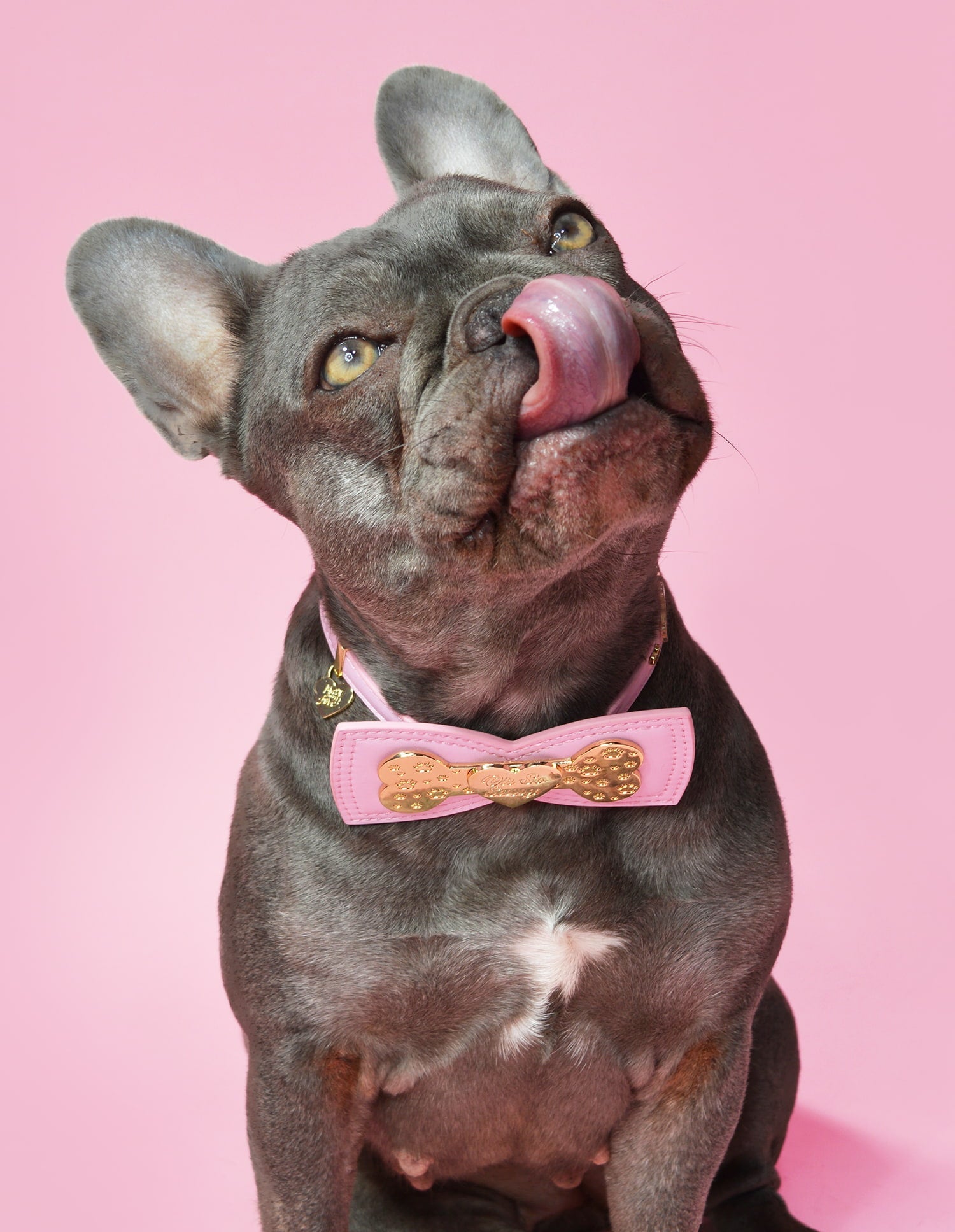 P.Louise Vegan Leather Dog Collar – Adjustable & Stylish